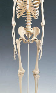 Skeleton Model Plastic